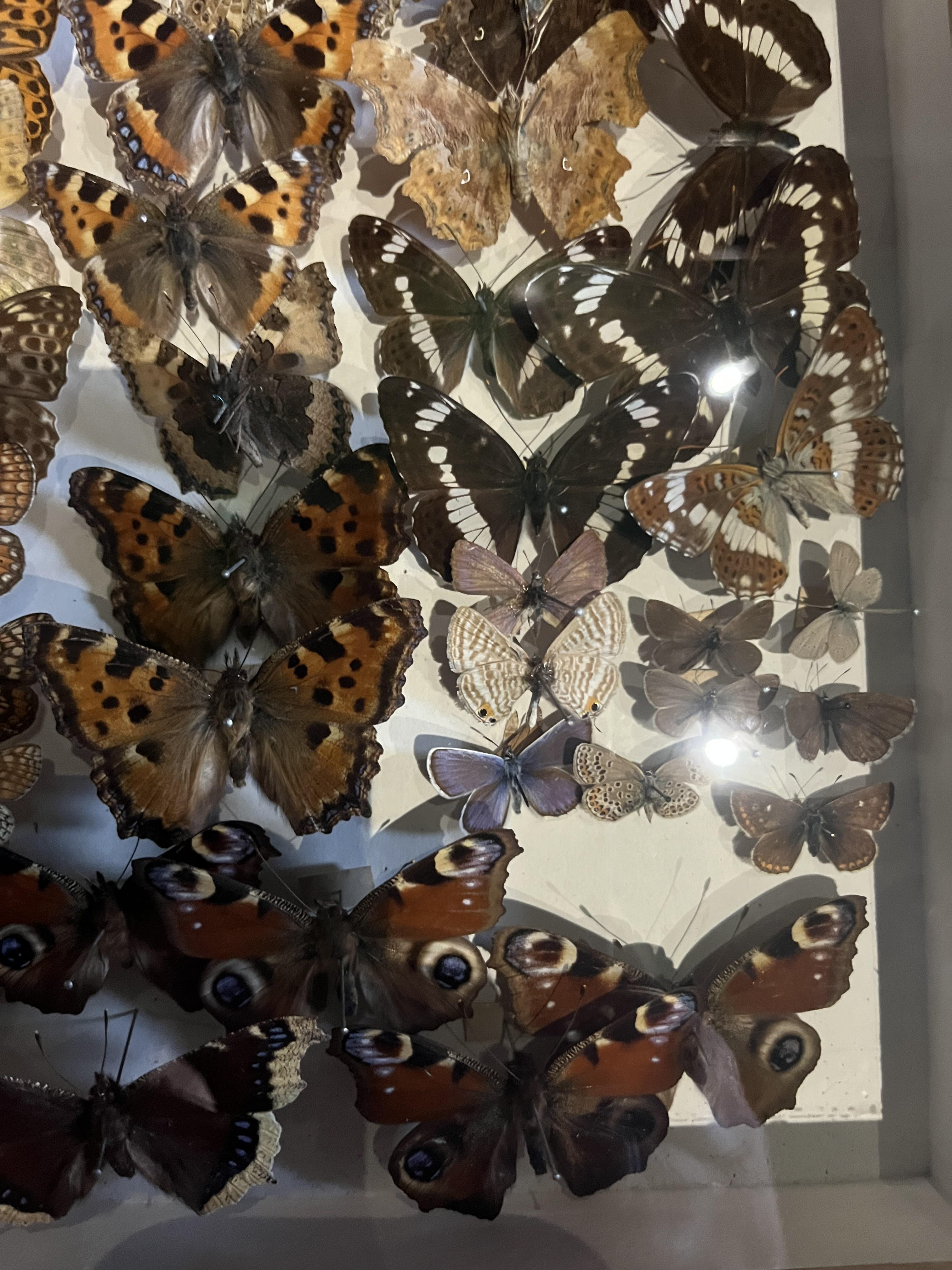 Stroud Museum Butterfly Collection 1960 -1990