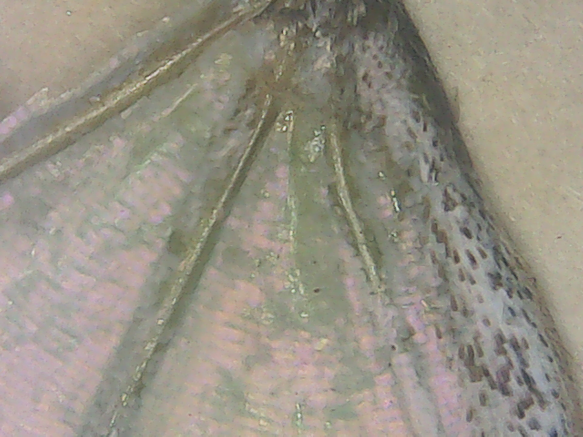 Mother of Perl Butterfly wing macro 
