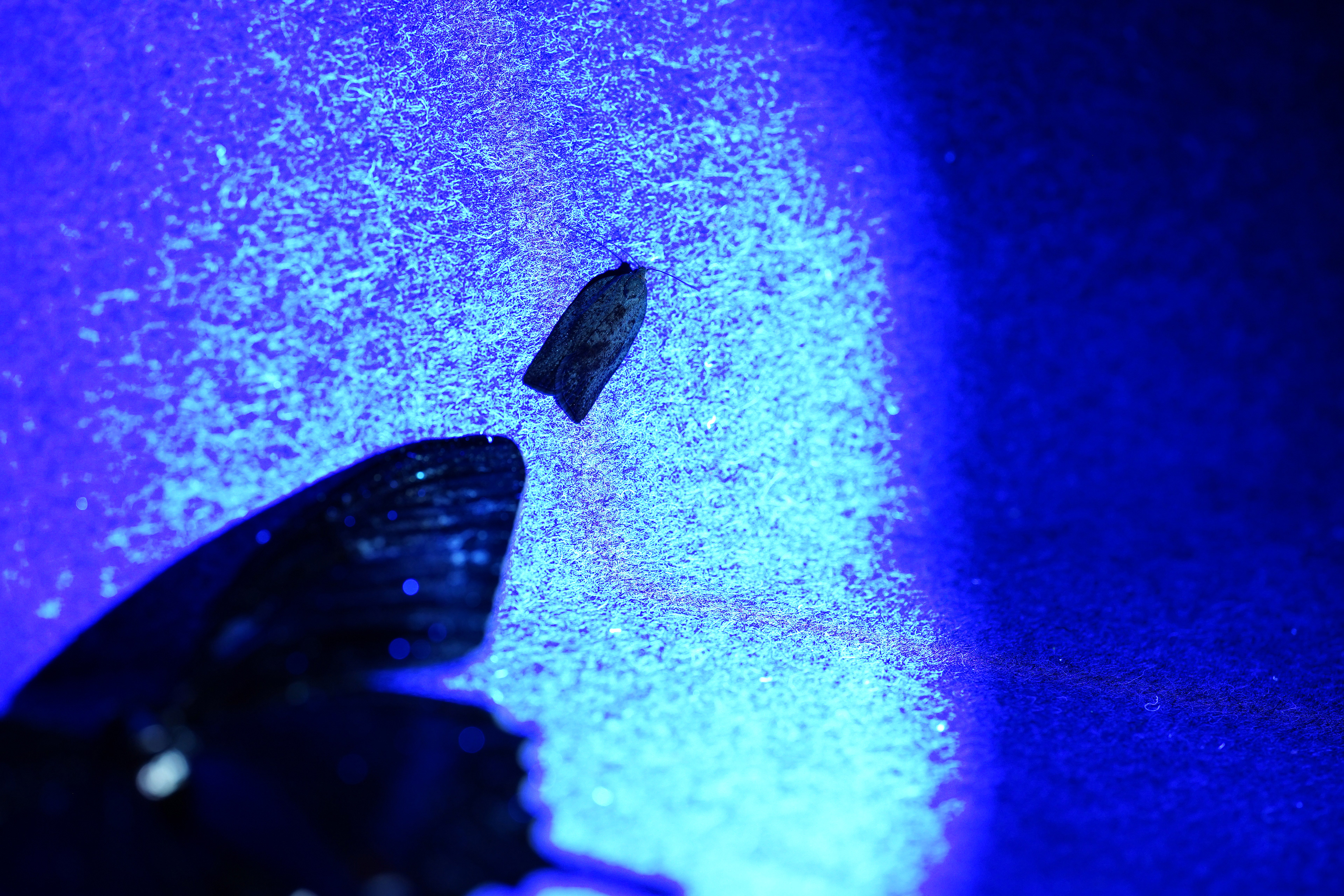 Black Alpine Swallowtail  and Mr Moth 2