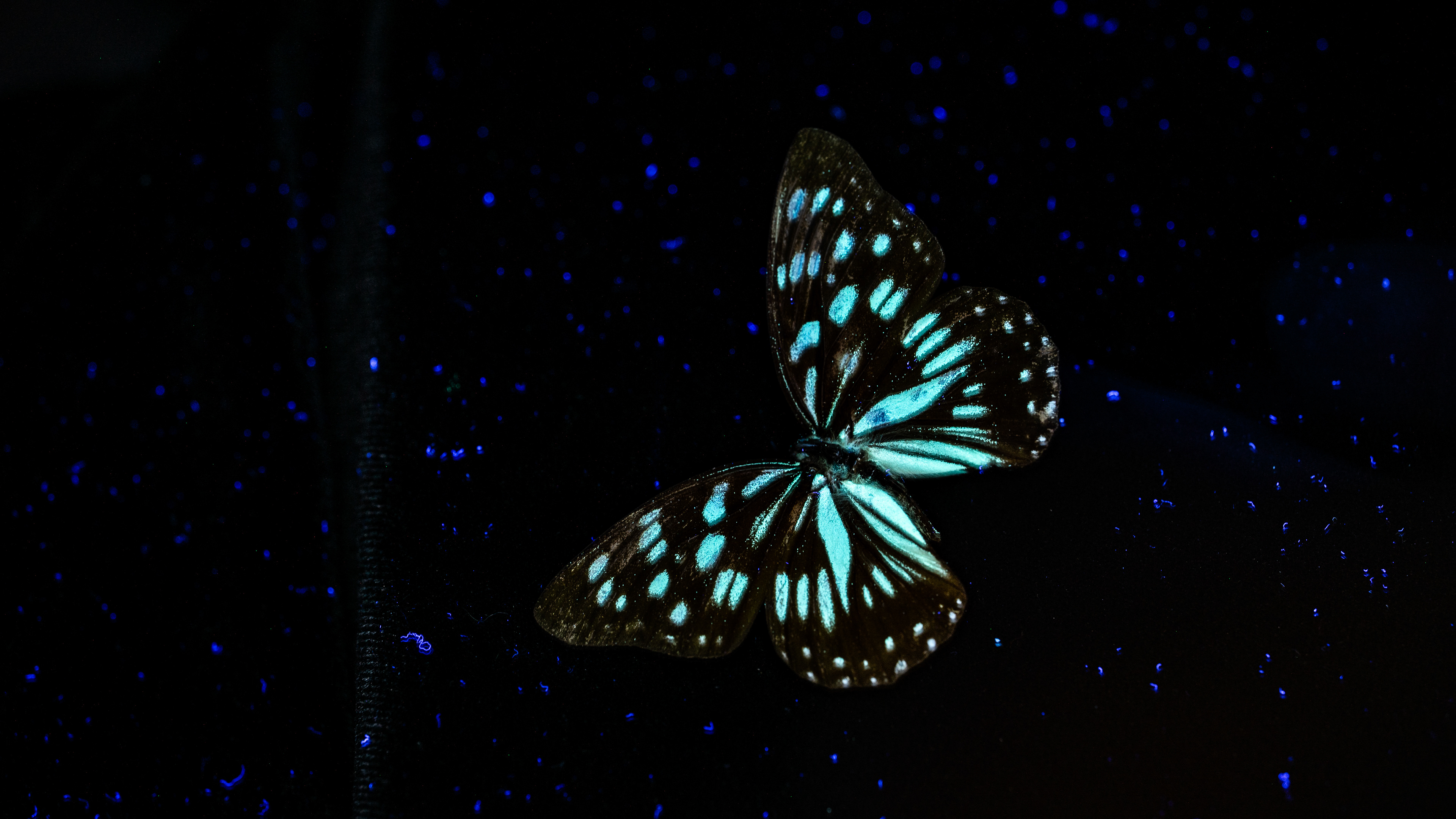 Blue Tiger Butterfly 