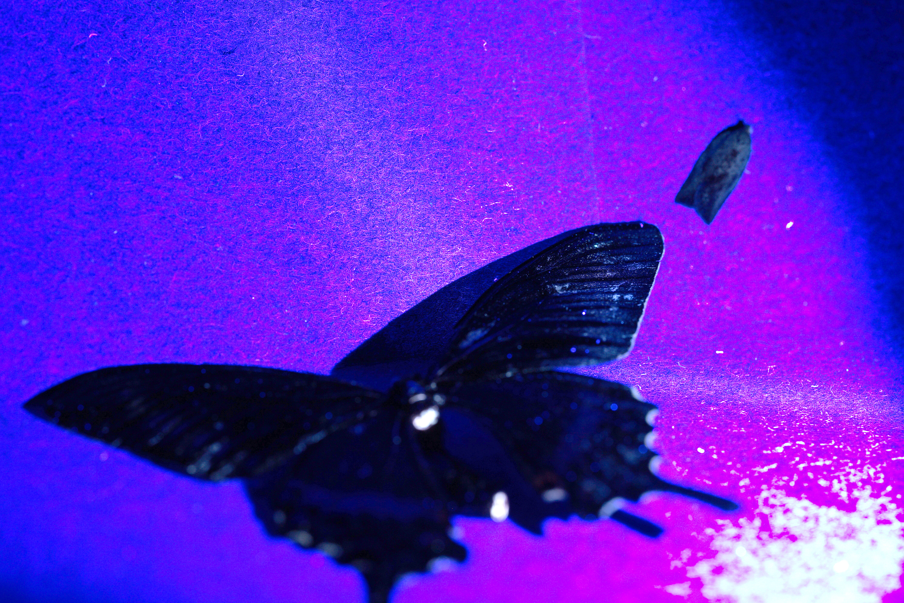 Black Alpine Swallowtail Butterfly & Scotch flat tailed moth visitor