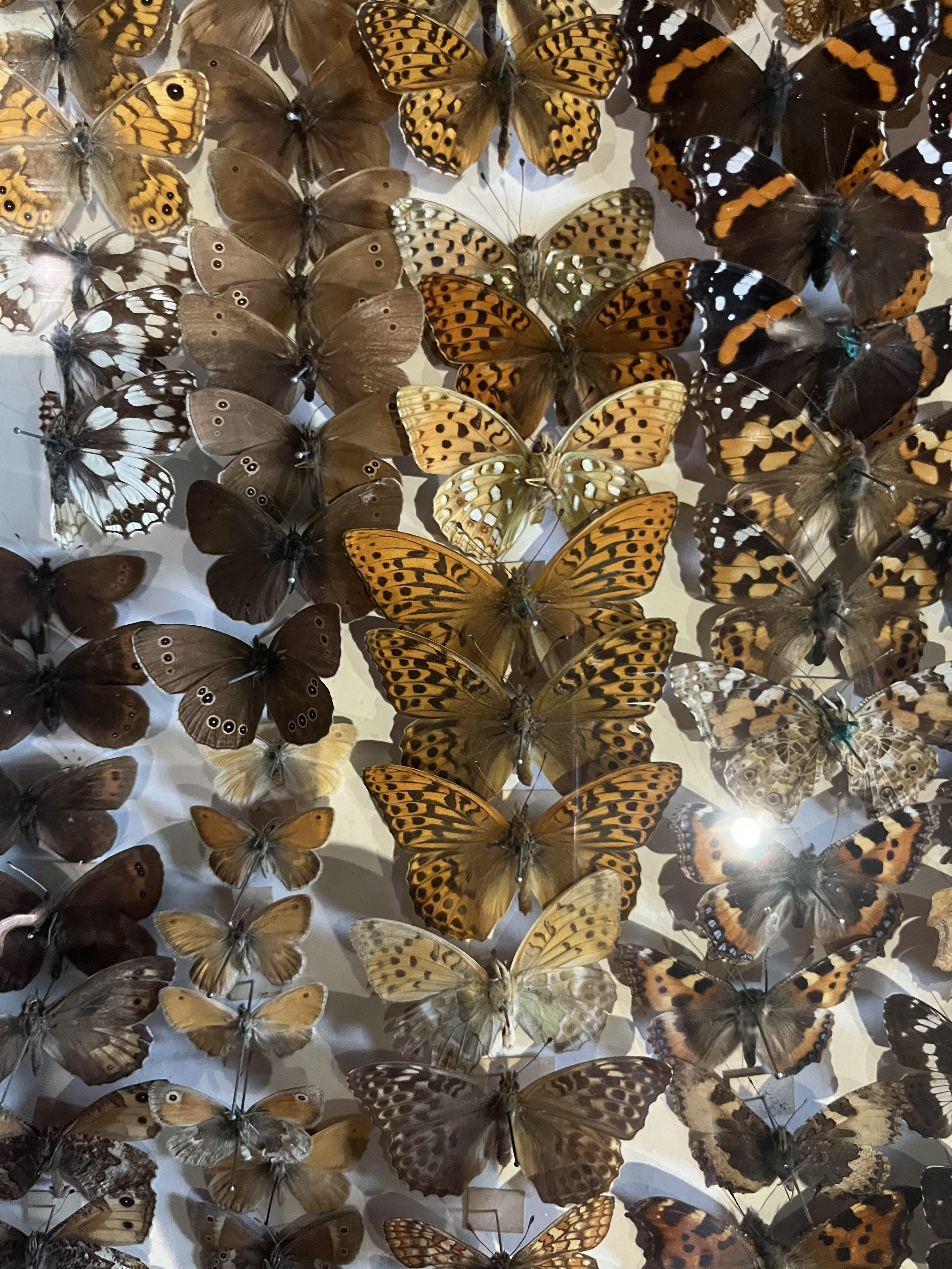 Stroud Museum Butterfly Collection 1960 -1990