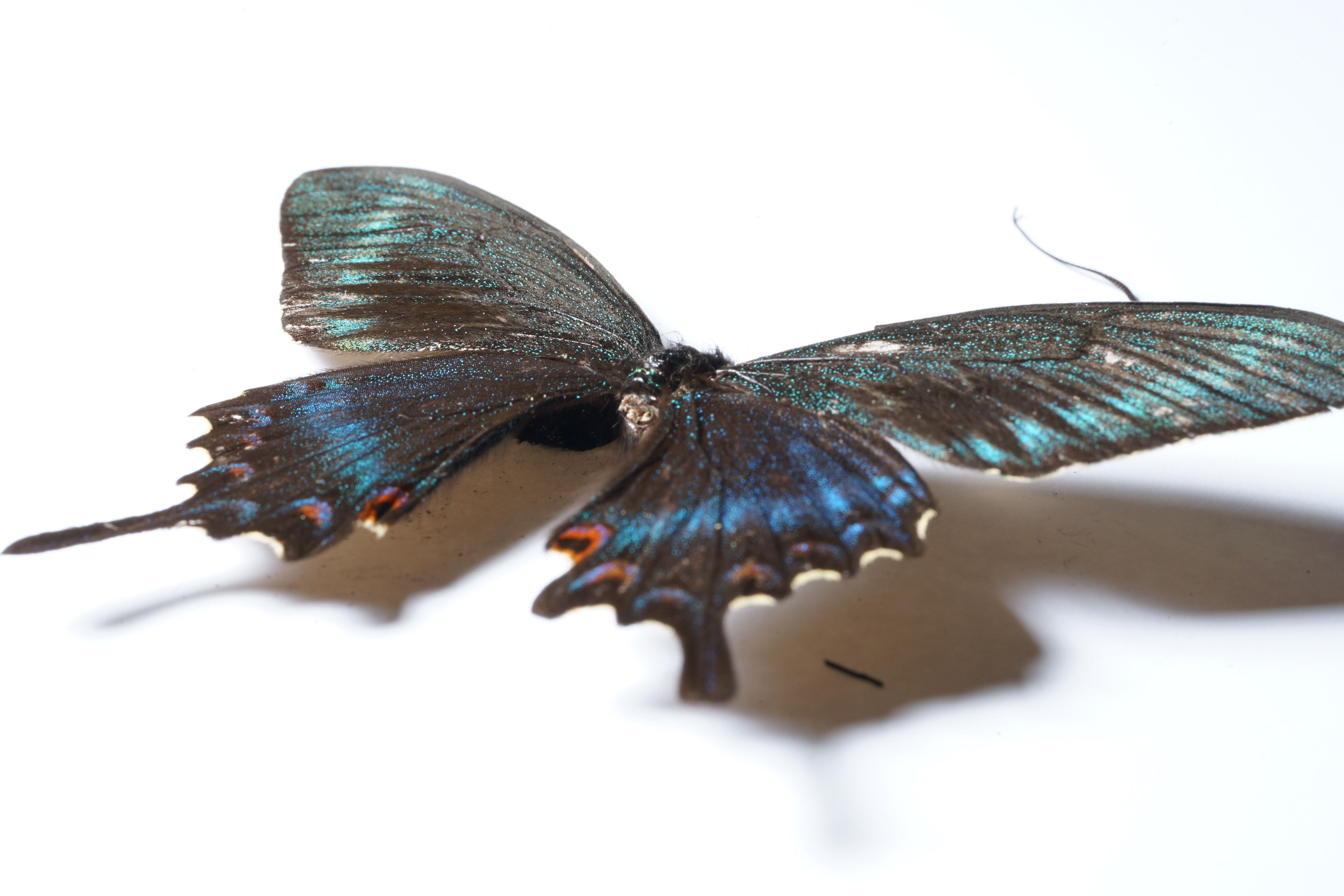 Black Alpine Swallowtail