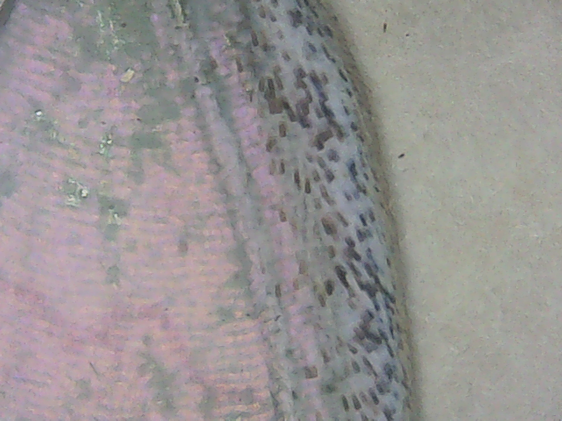 Mother of Perl Butterfly wing macro 