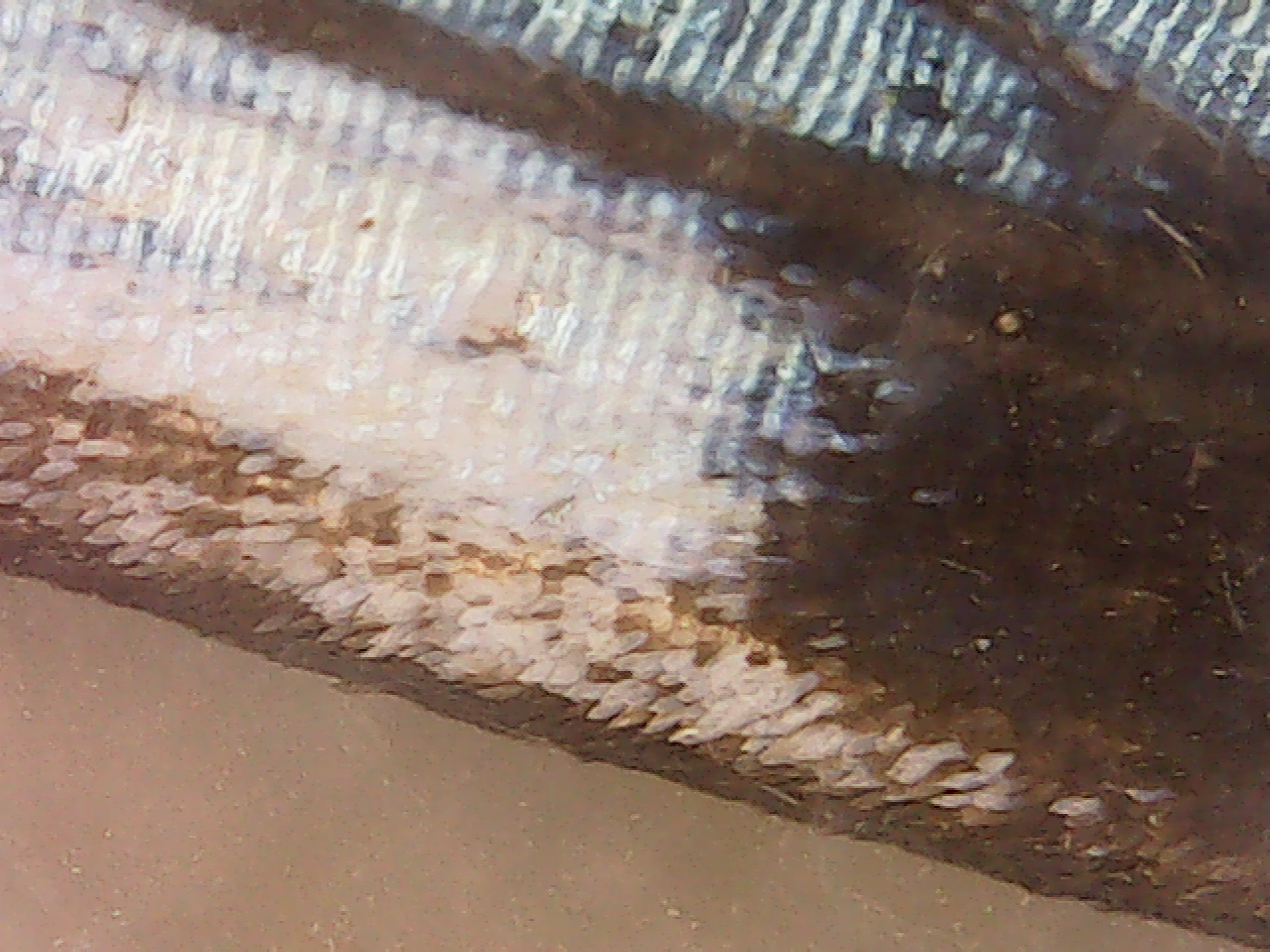 Mother of Perl Butterfly wing macro 