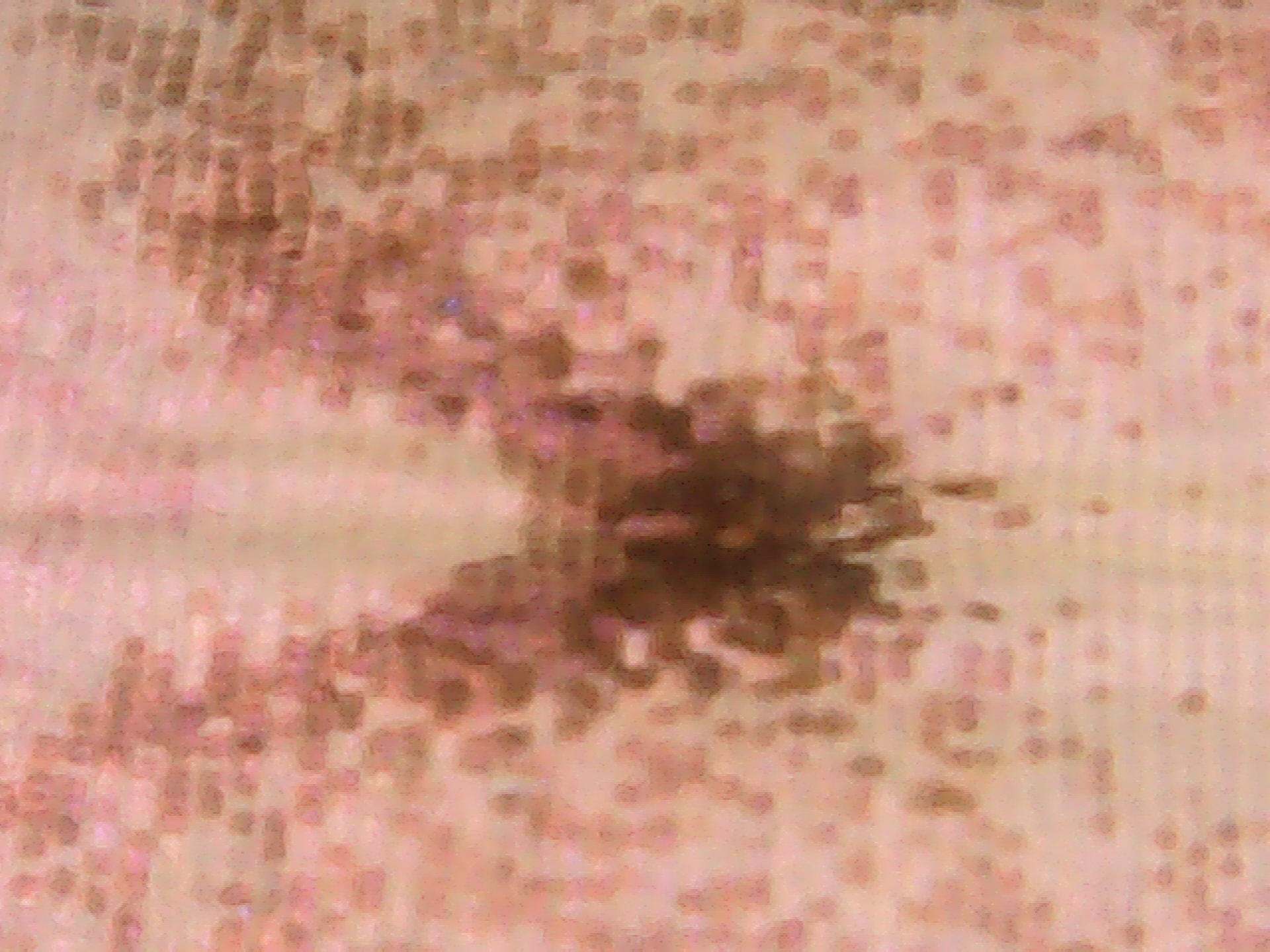Mother of Perl Butterfly wing macro 