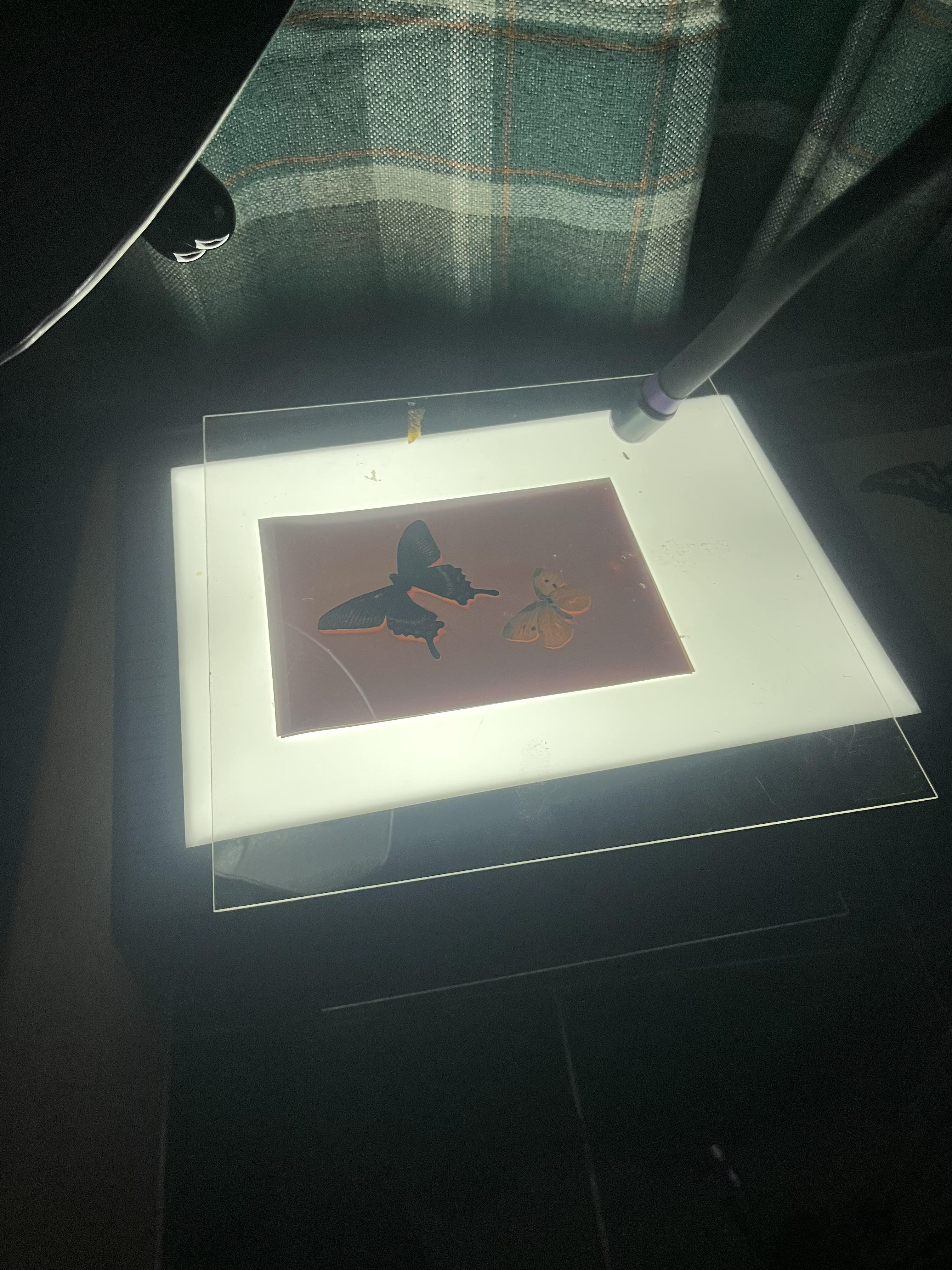 Making a sun print using my 2 uv lights / I found it was better with just the uv light s and not the light box.