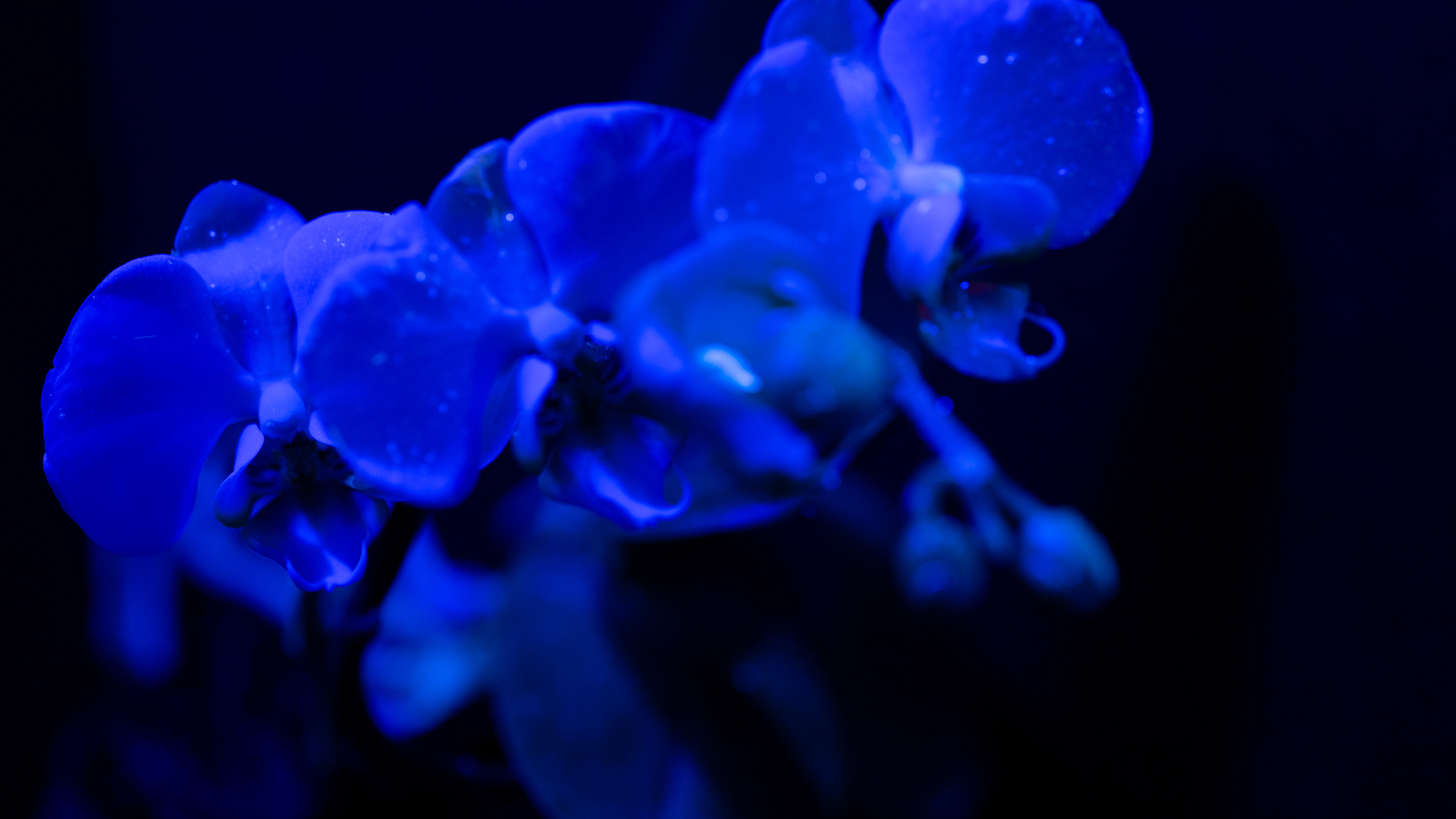 butterfly white  Orchid under UV Light