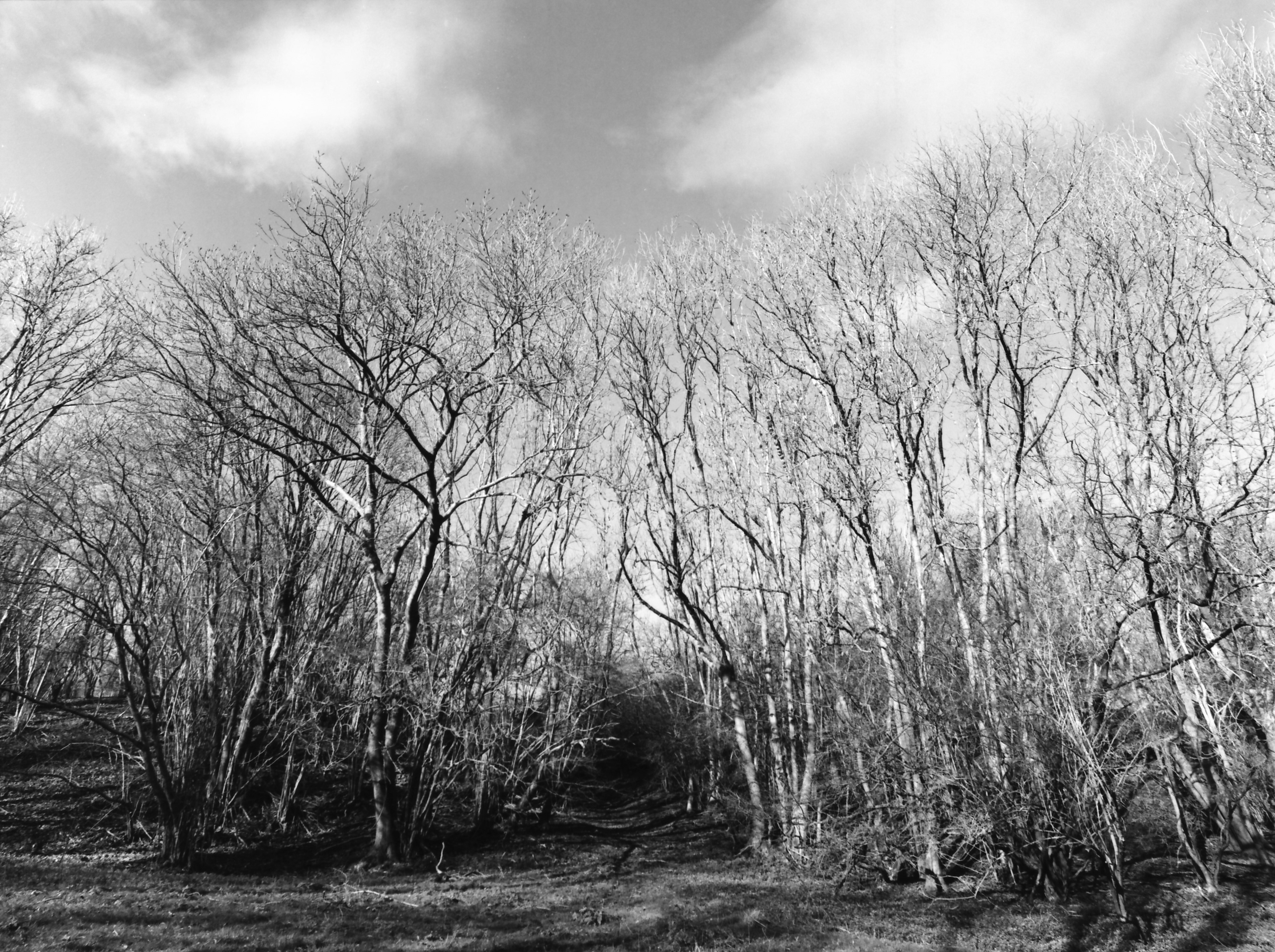 Prestbury reserve med format images treescape- infrared film