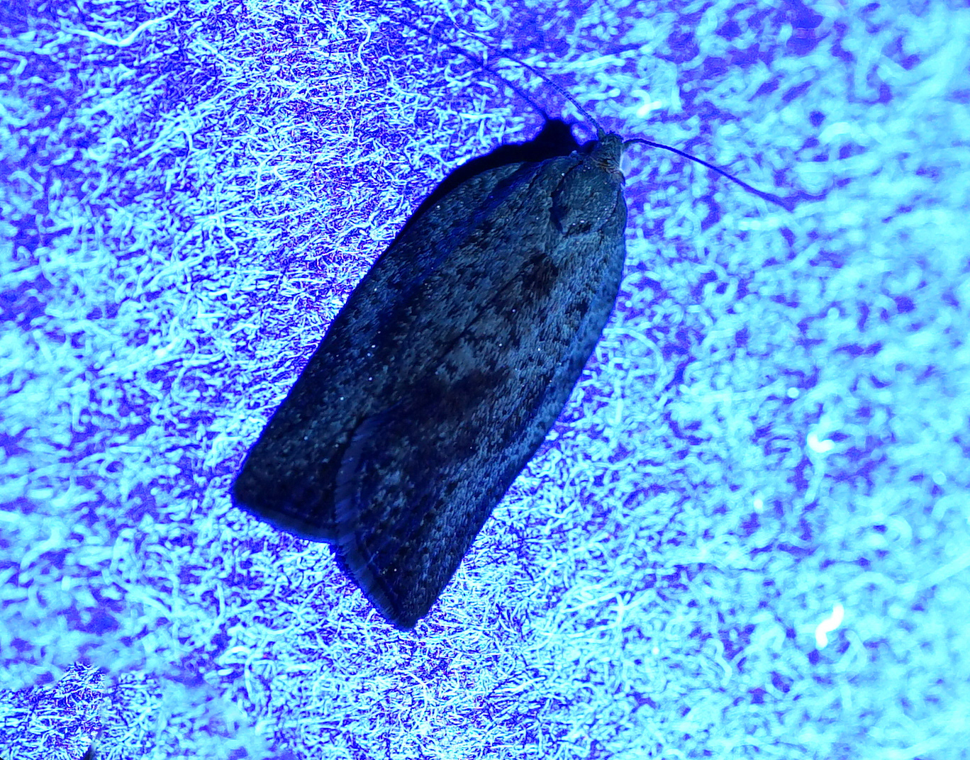 Scotch Flat Tail Moth visitor under UV Light 30 sec exposure