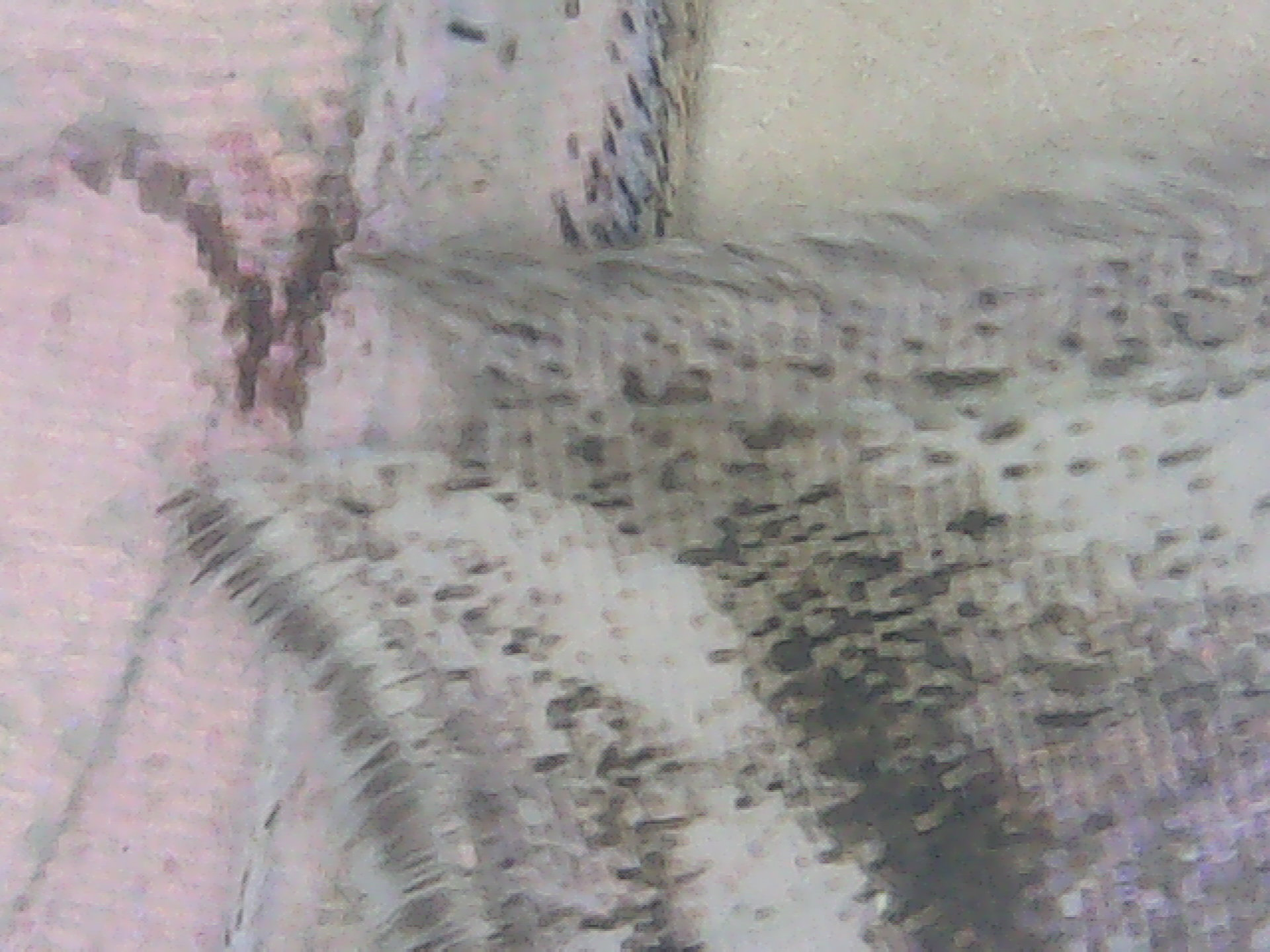 Mother of Perl Butterfly wing macro 