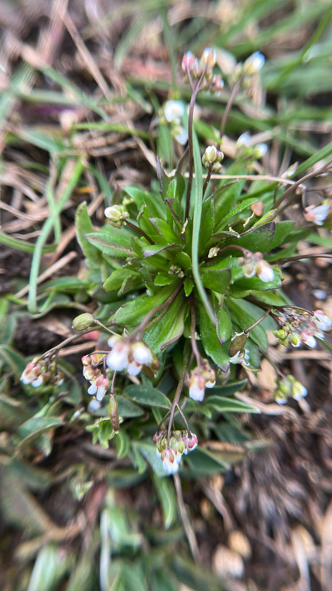 Spring draba