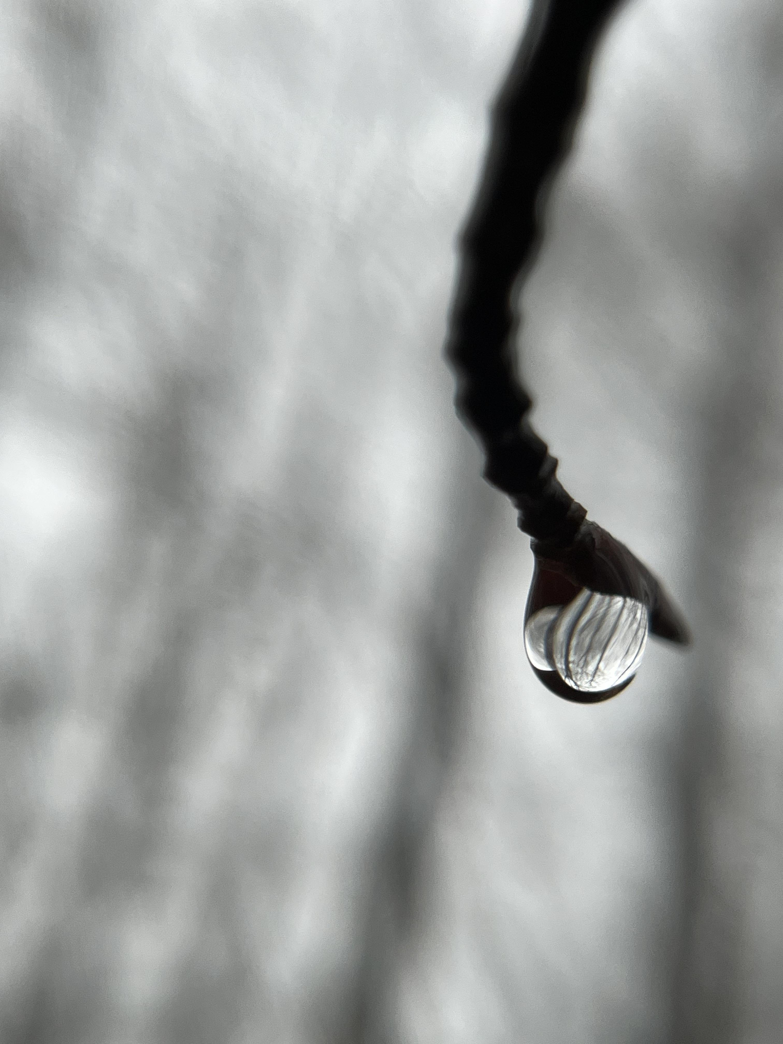 Taken with iPhone and macro add-on