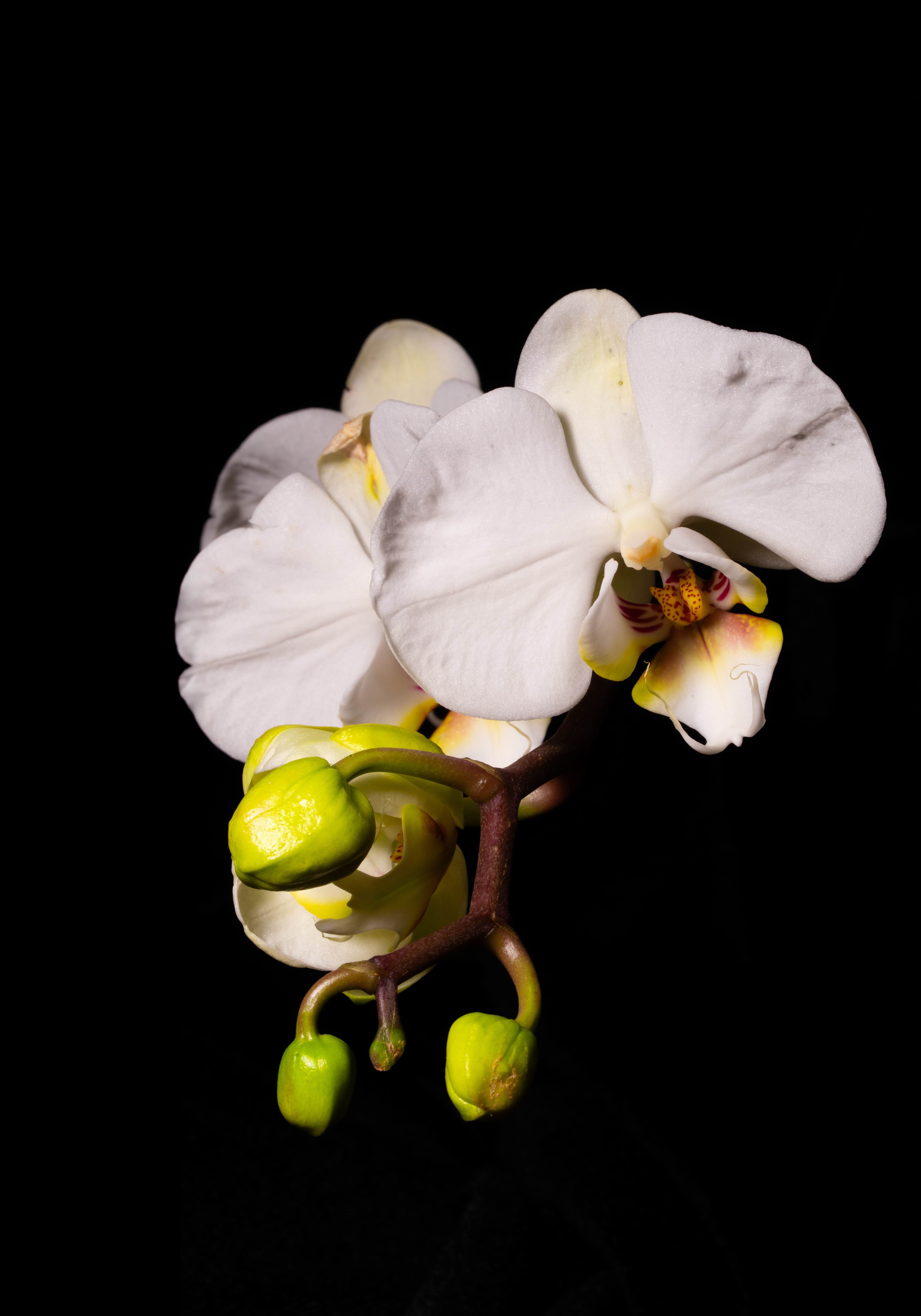 White Orchid Large Normal Light