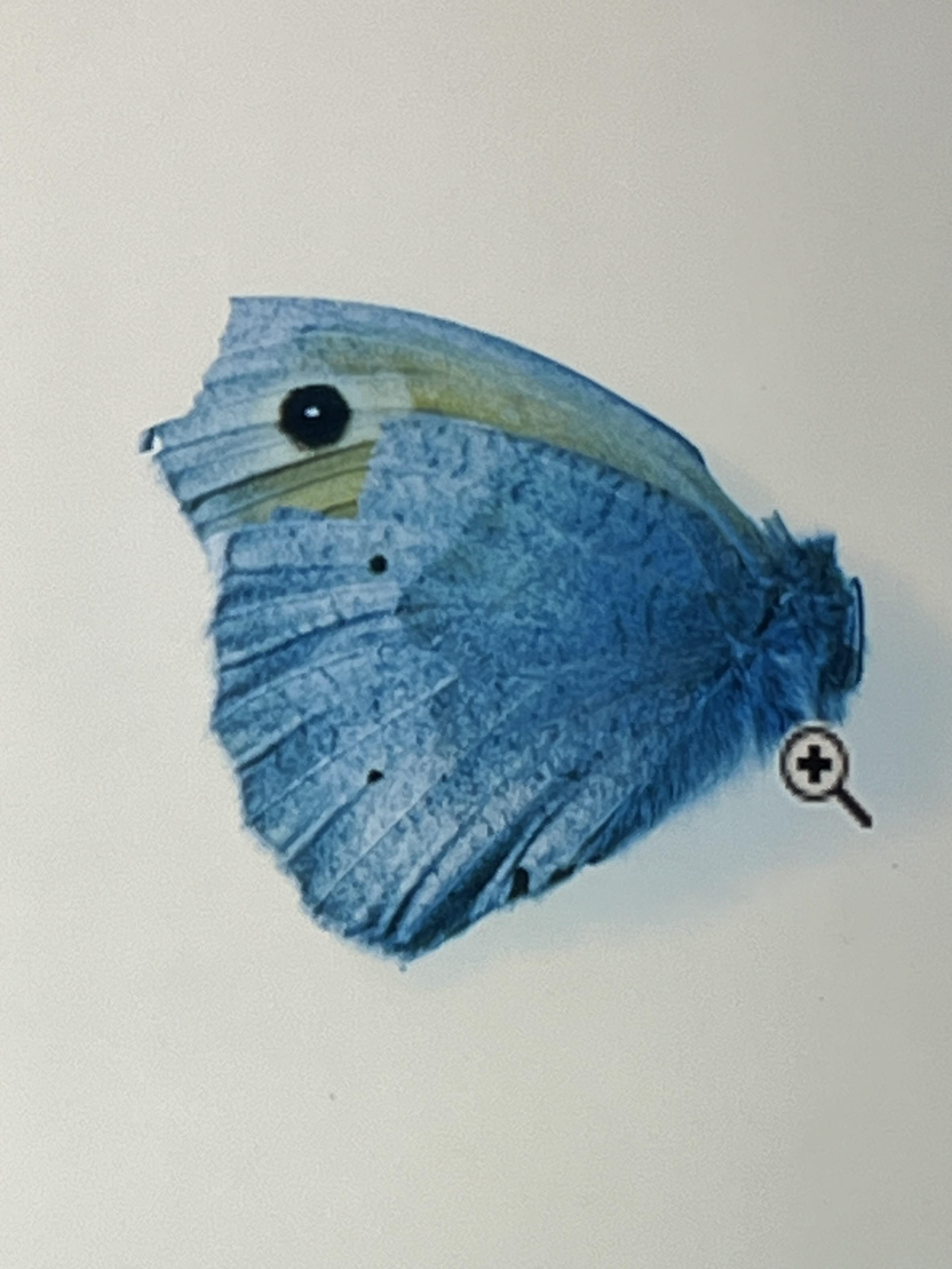 Uv light meadow brown