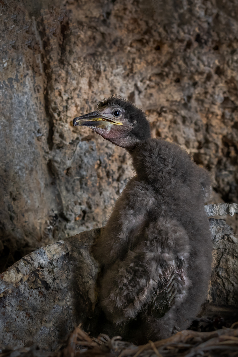 Shag chick in bucket