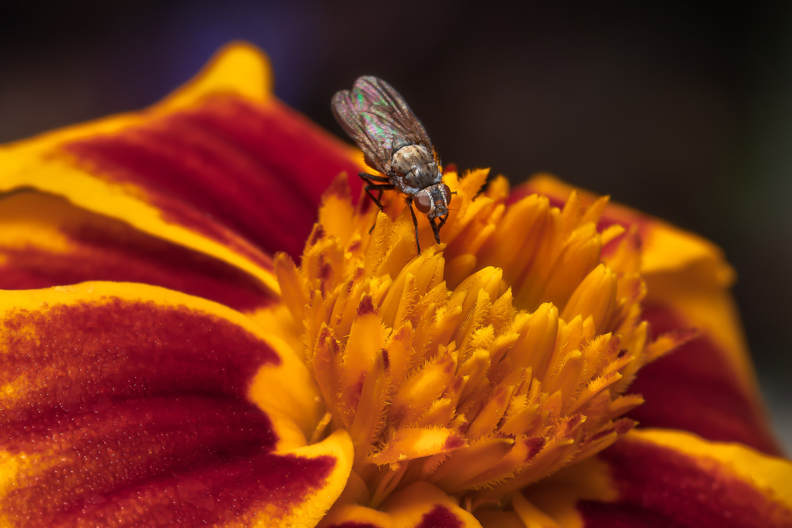 Fly on flower