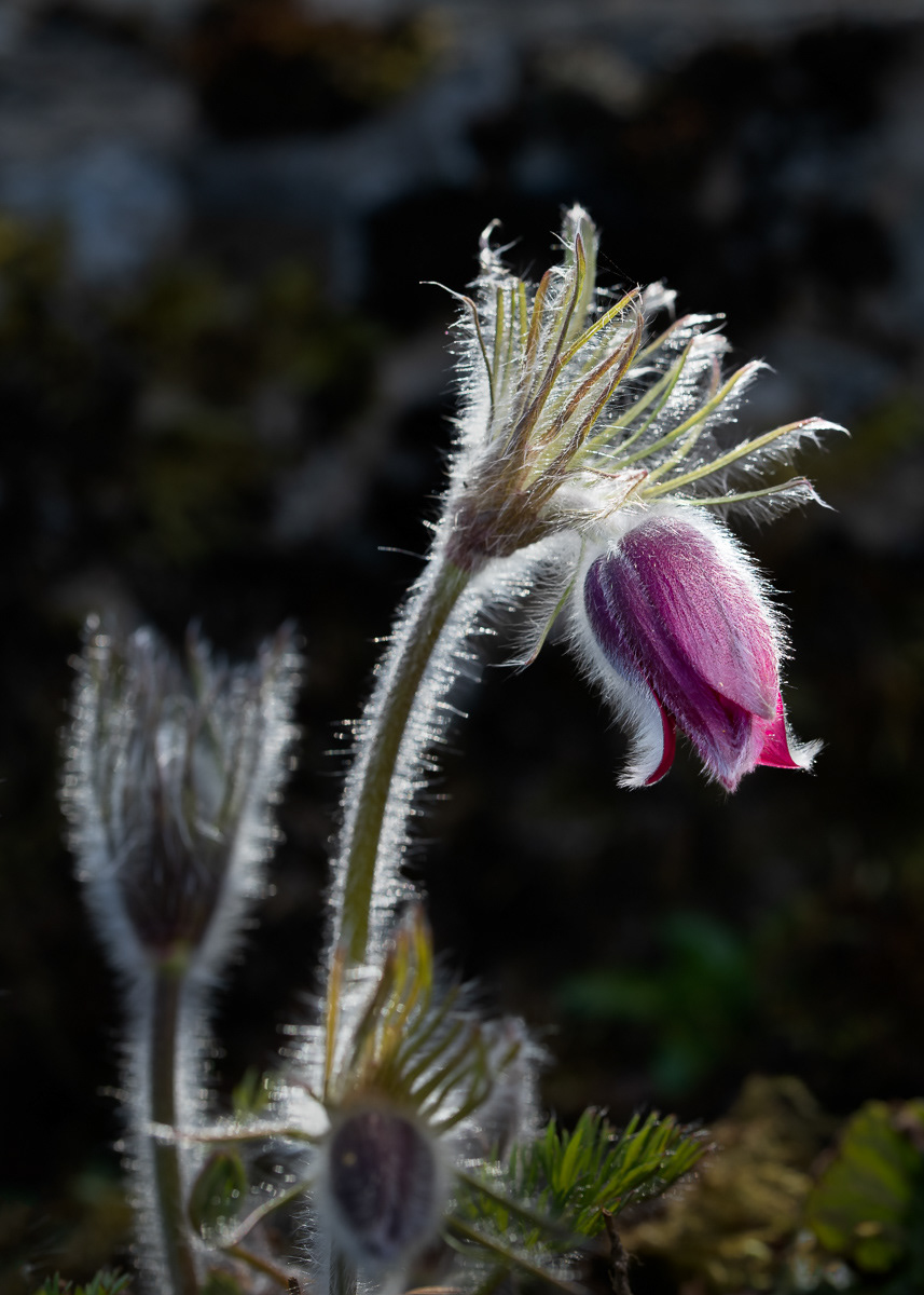 Backlit flower