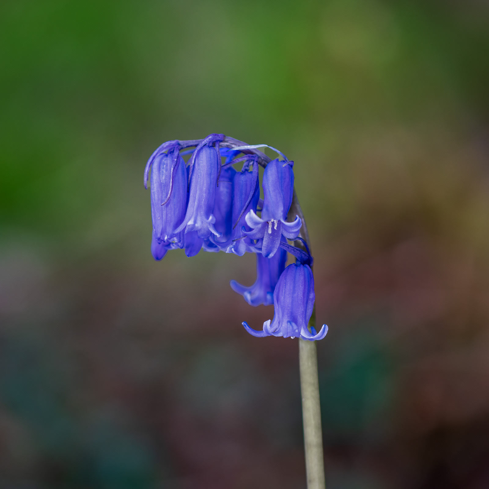 Bluebells opening
