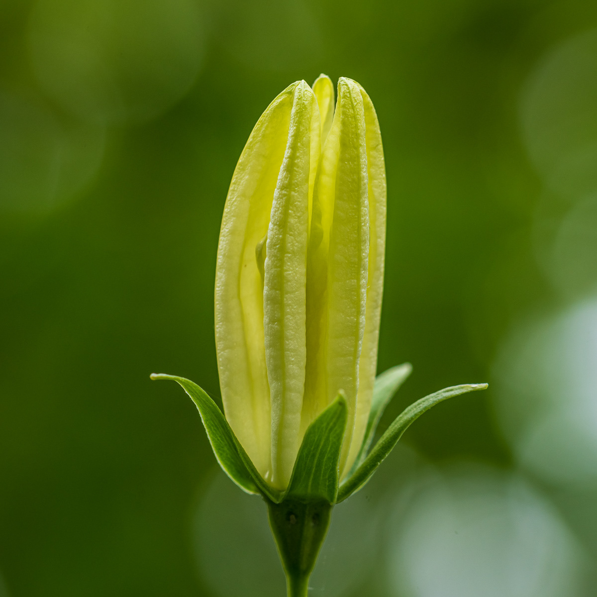 Plant enmerging
