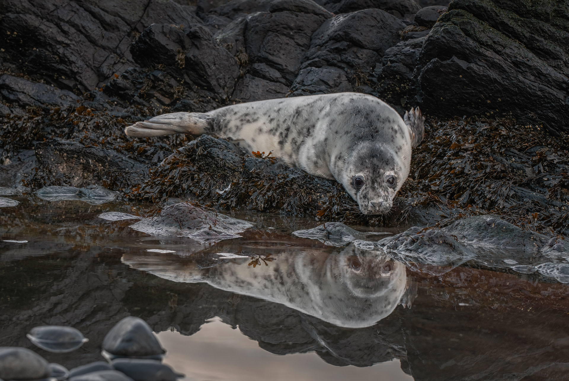 Grey Seal Reflection. Taken from a safe distance on one of the Fife Islands where these animals go to breed.