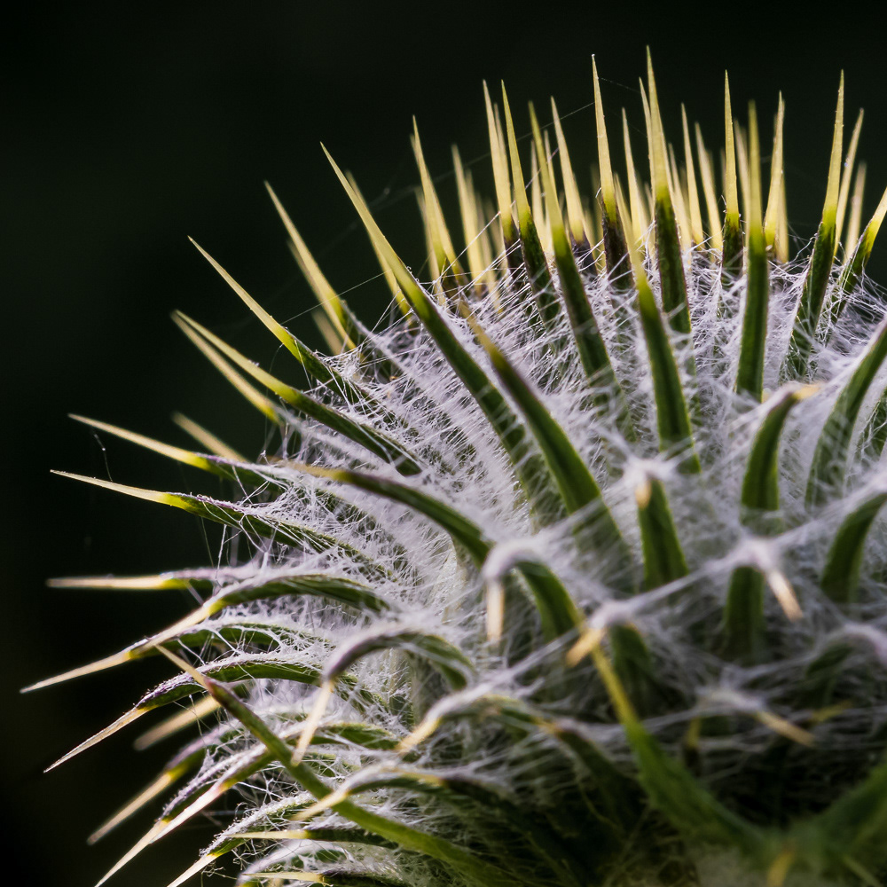 Head of thistle