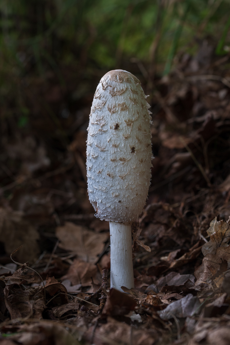 Fungi