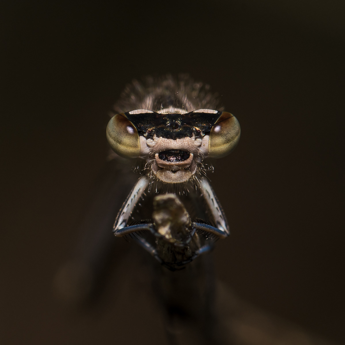 Damselfly
