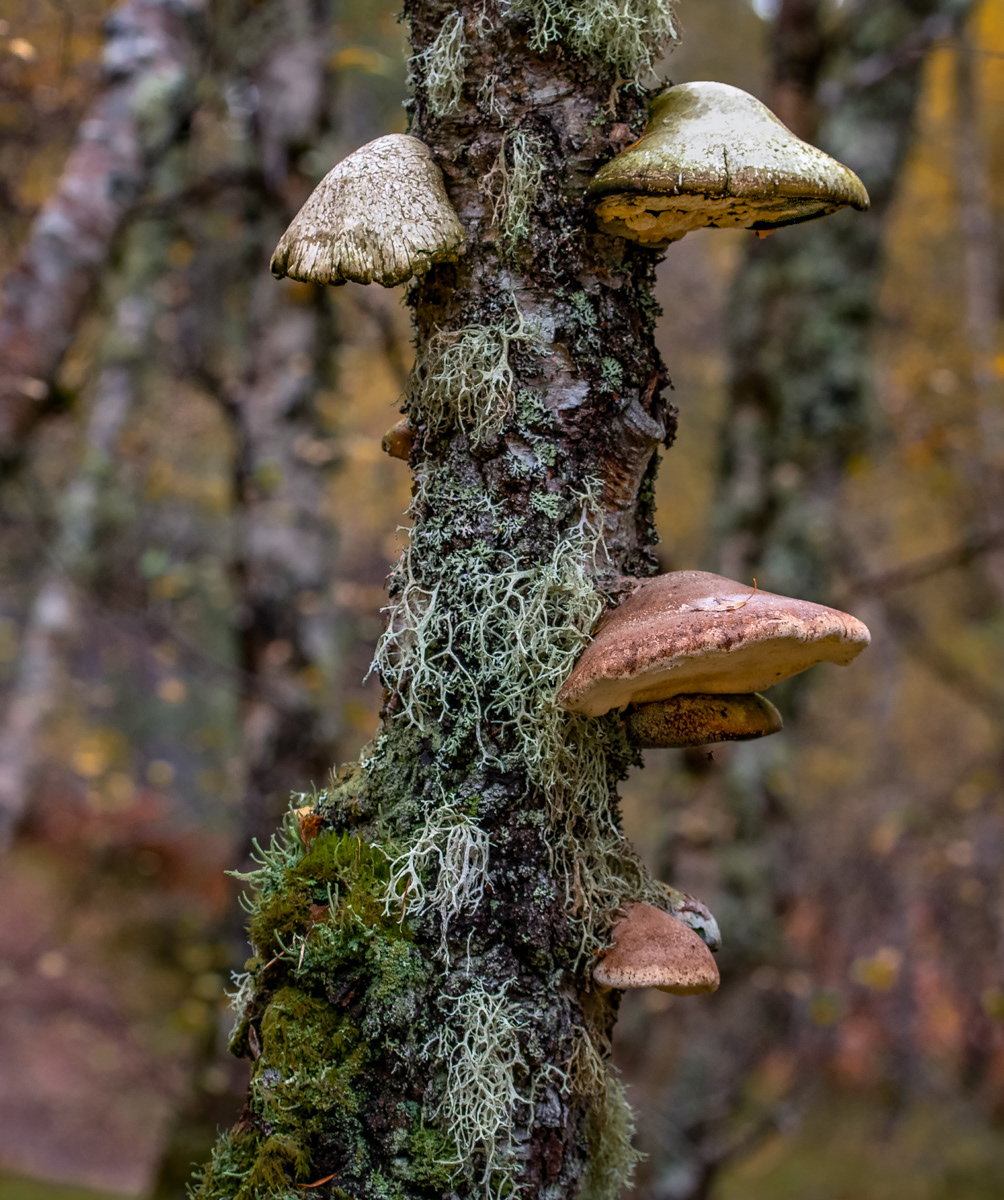 Fungi on tree 