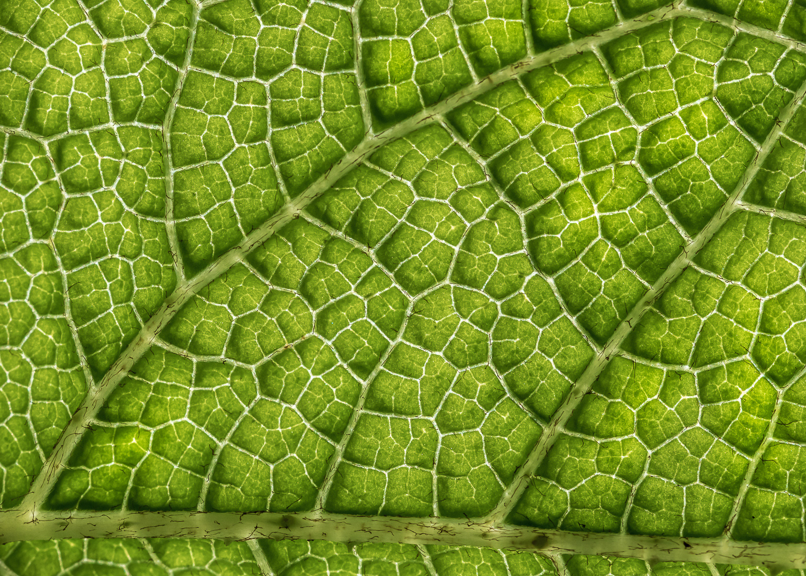 Underside of lilly