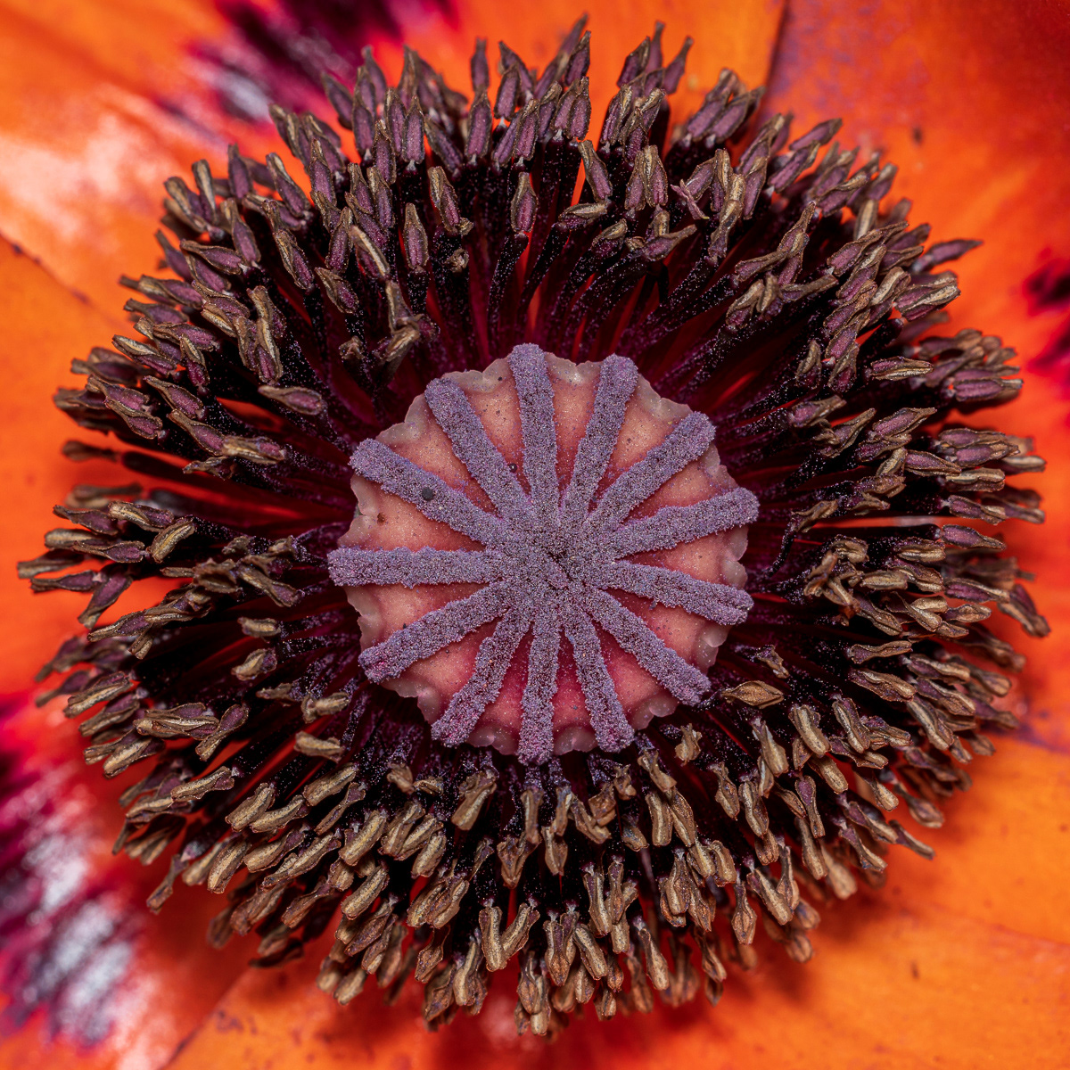 Centre of poppy plant