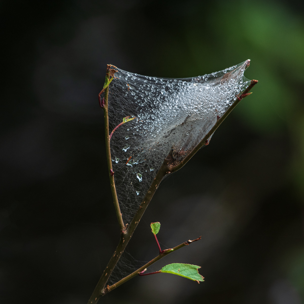Capturing moisture