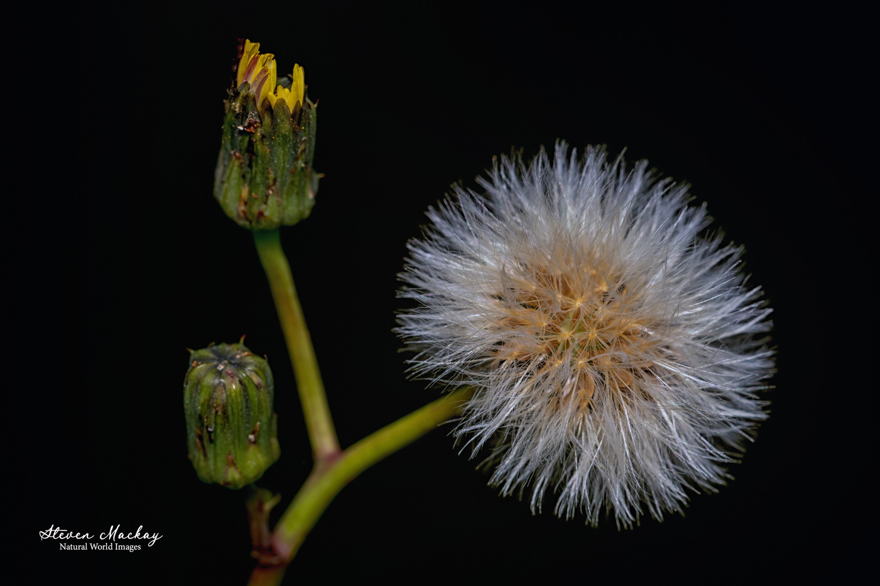 Three stages of a dandelion