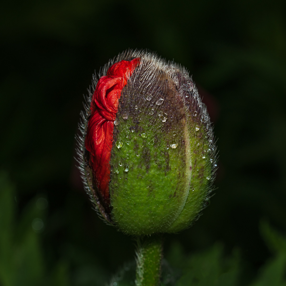 Poppy emerging
