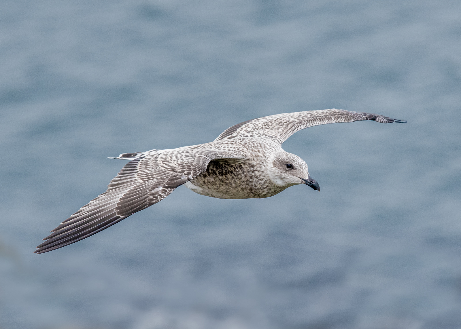 Young Gull