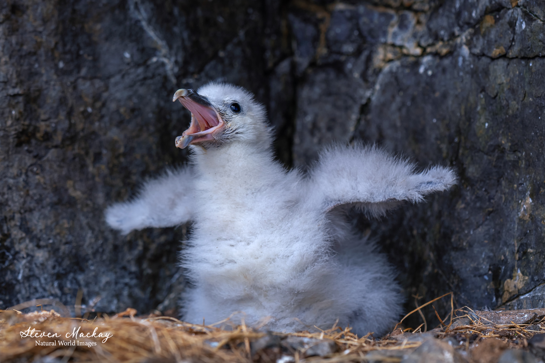 A young fulmar looking to be fed.