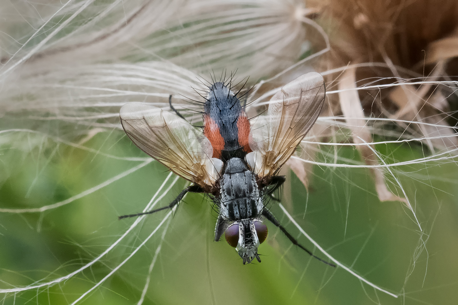 Fly on lant