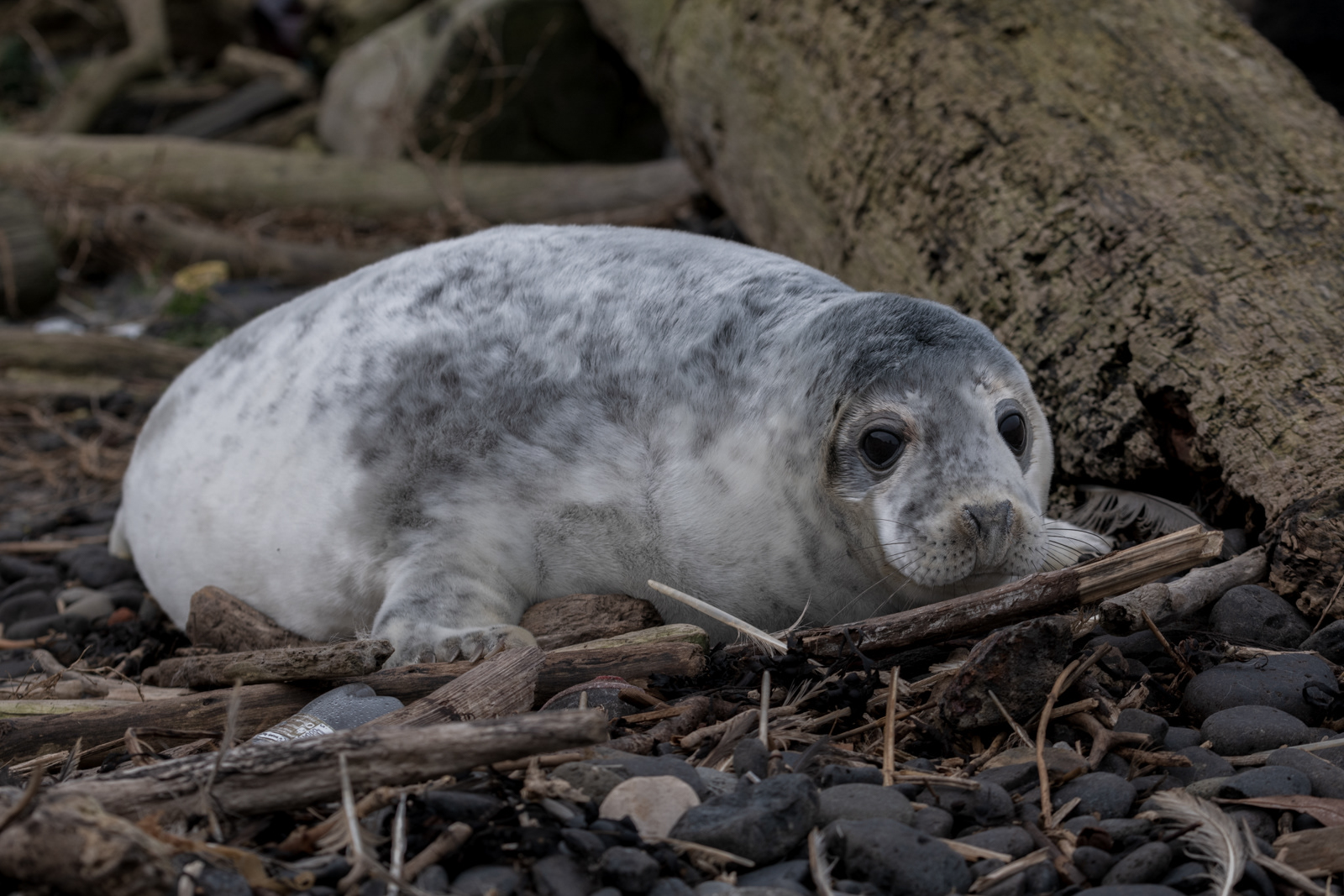 Grey Seal