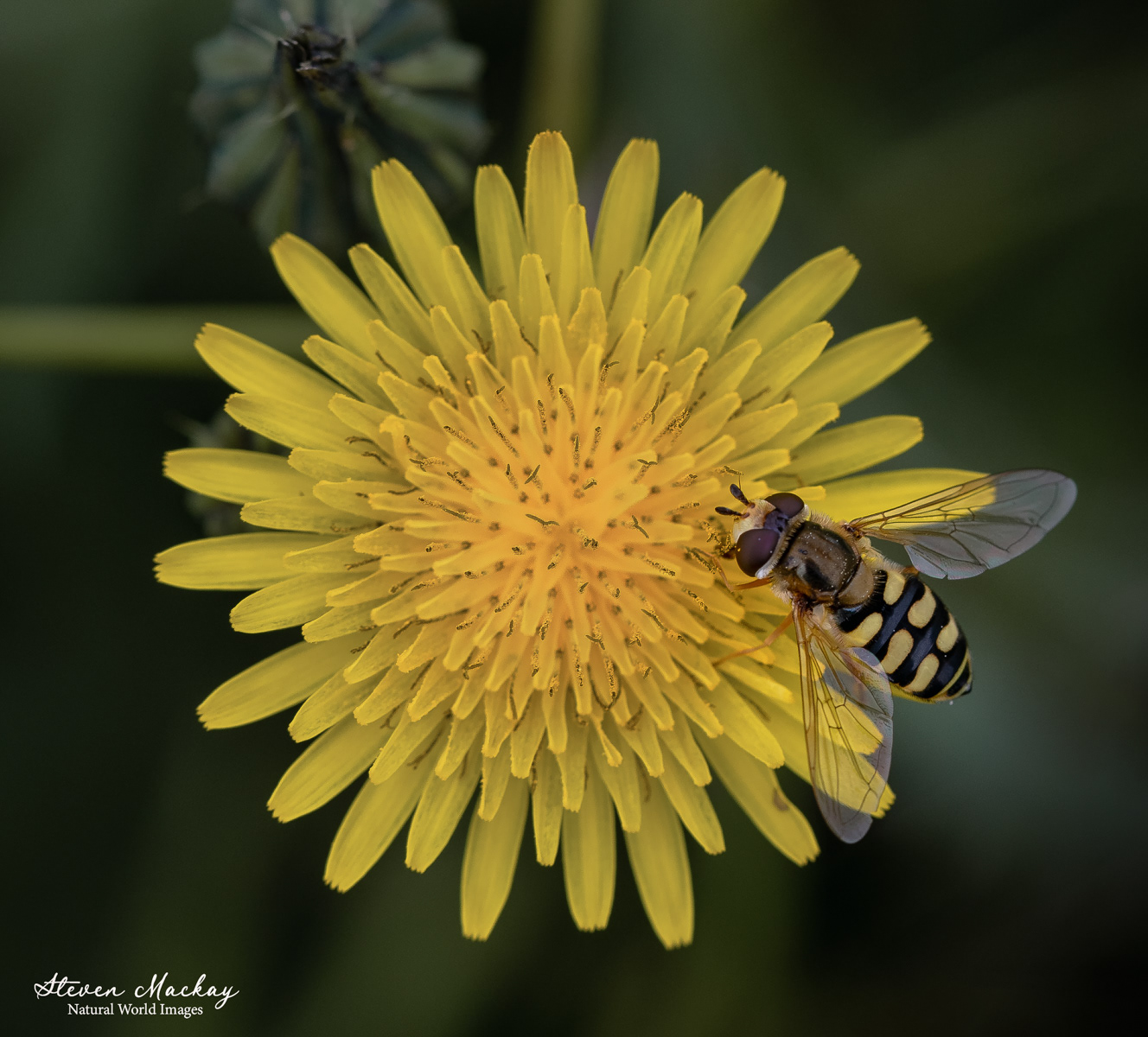 Hoverfly on dandelion