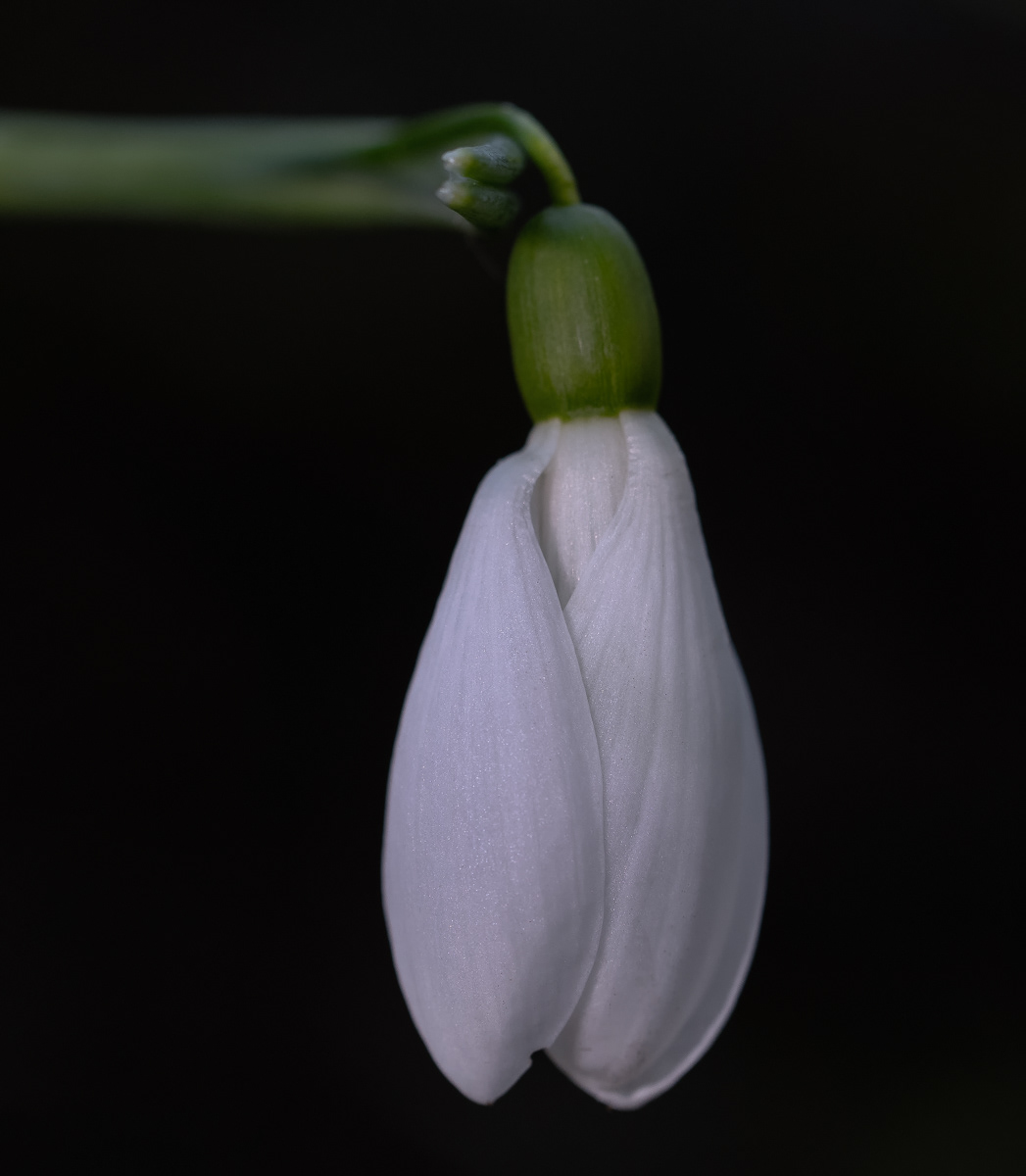 Snowdrop