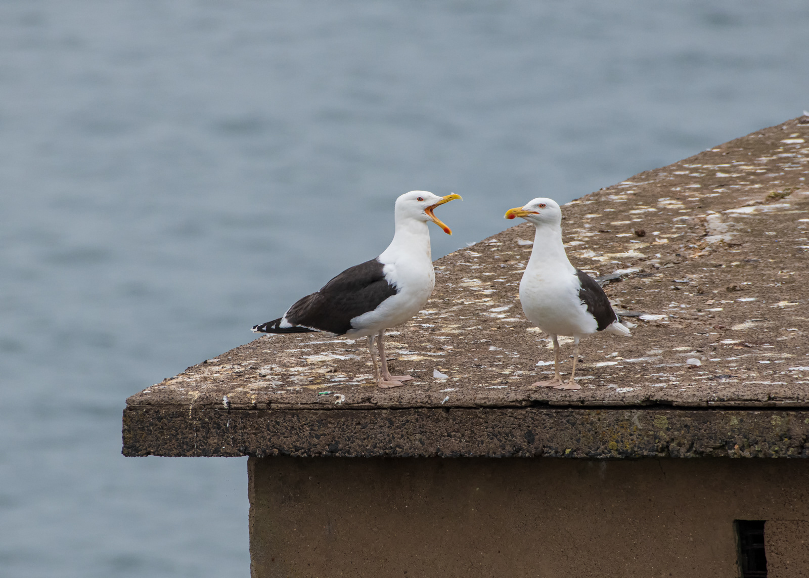 Black Back Gulls