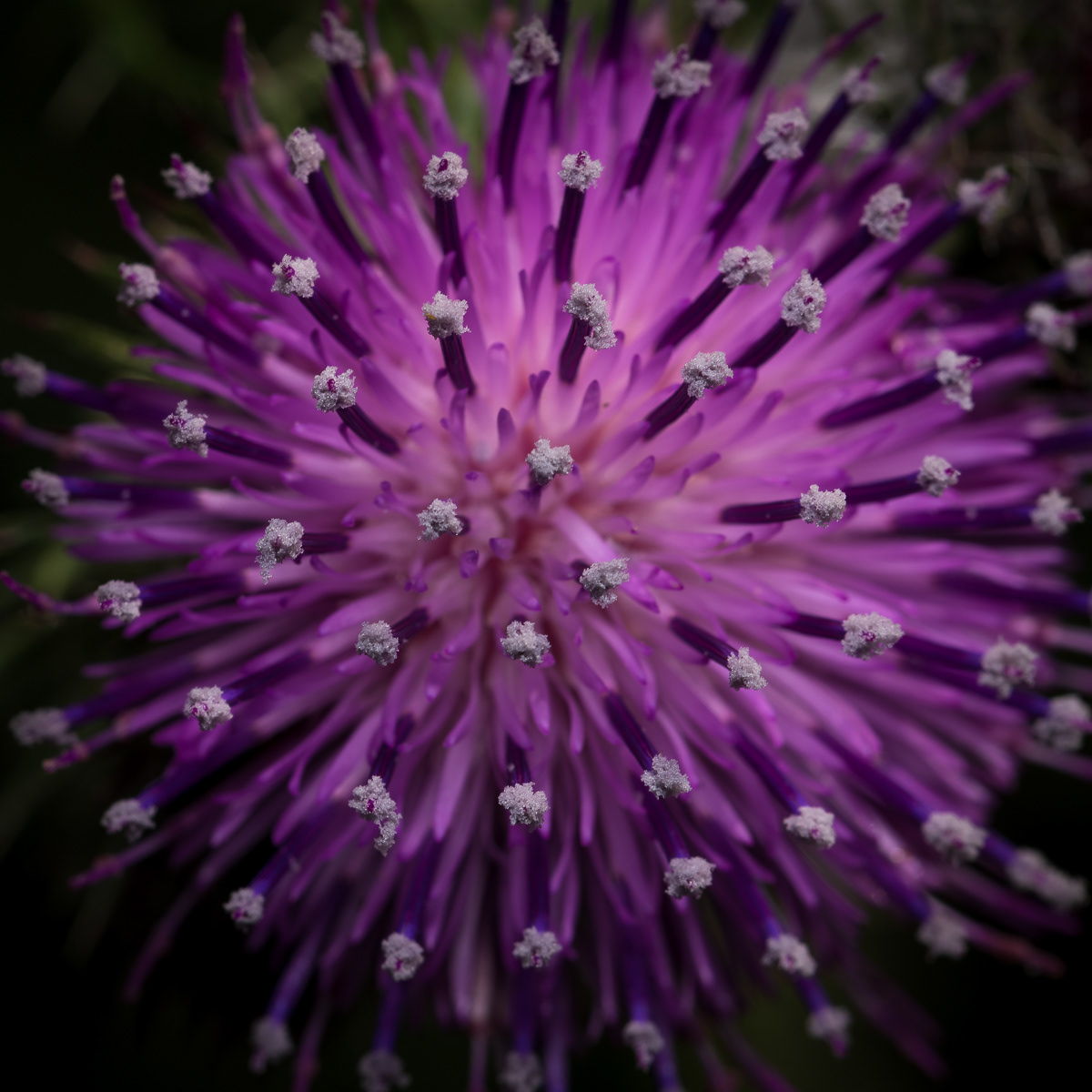 Head of a thistle