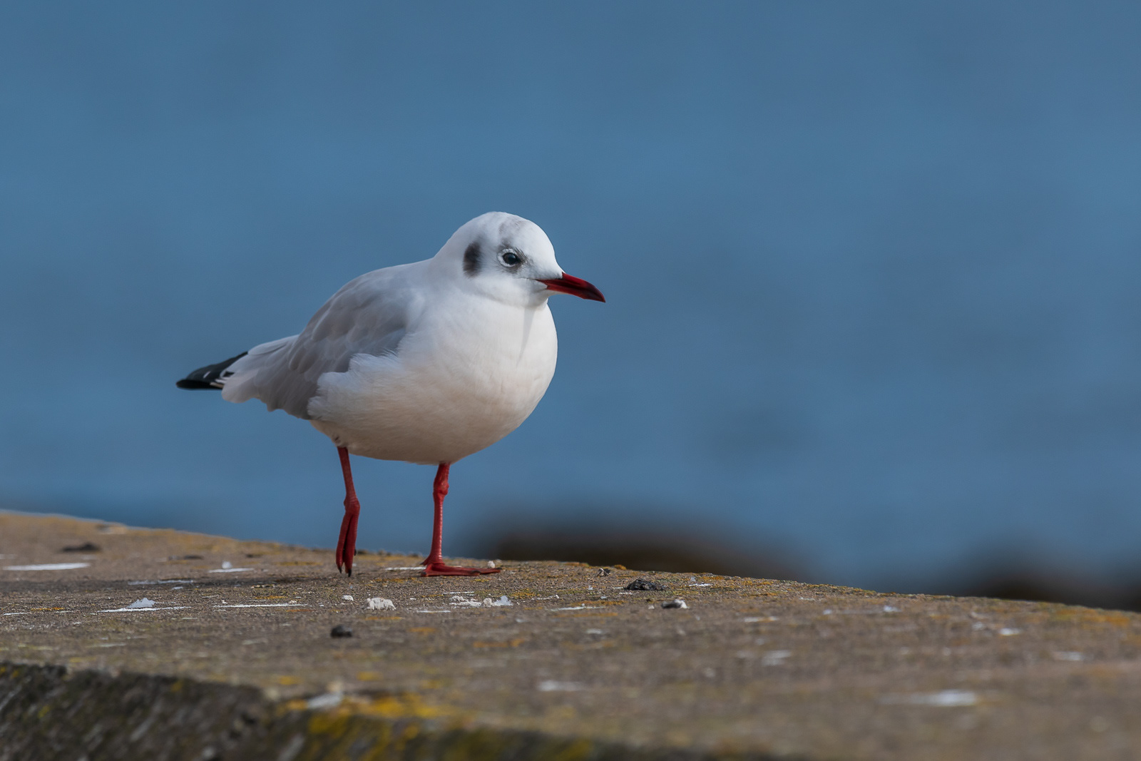 Gull