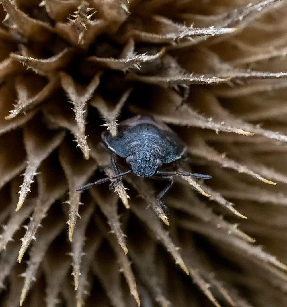 Shieldbug emerging from plant head