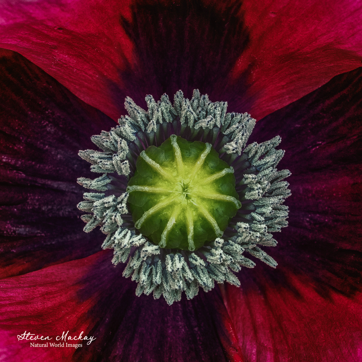 Centre of a a flower