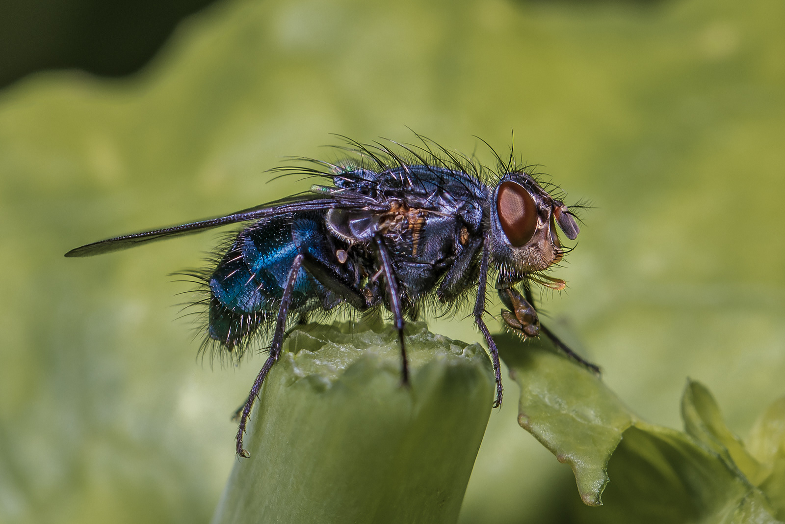 Bluebottle