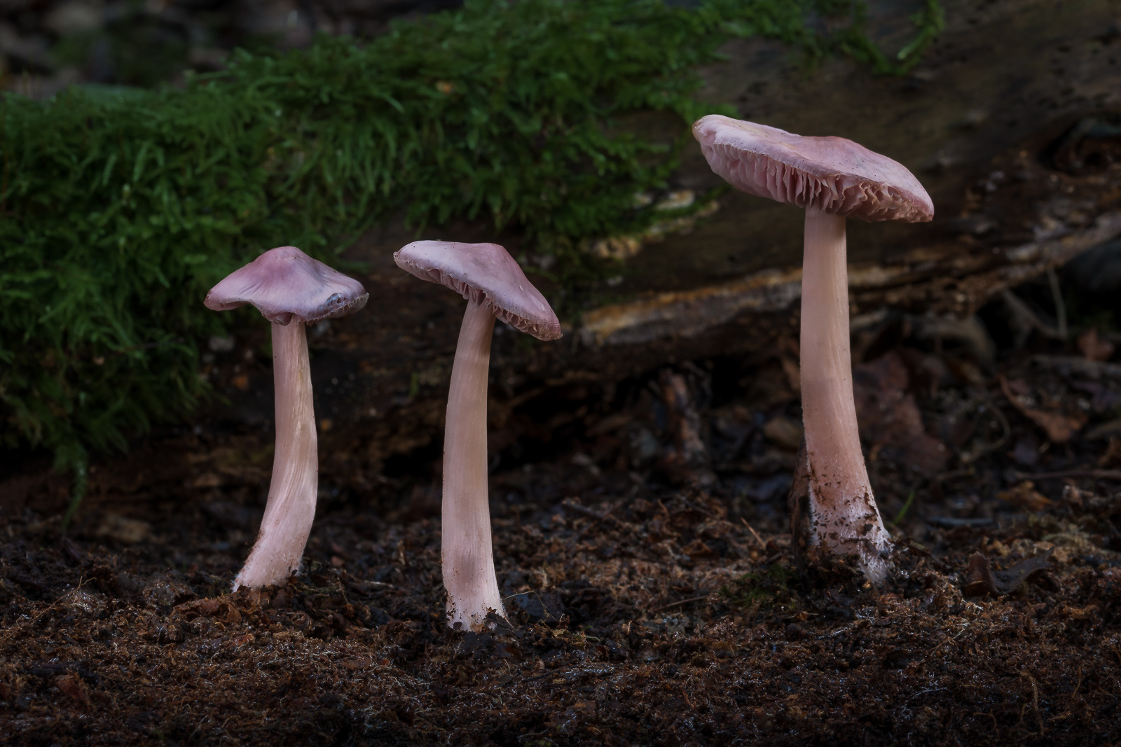 Fungi