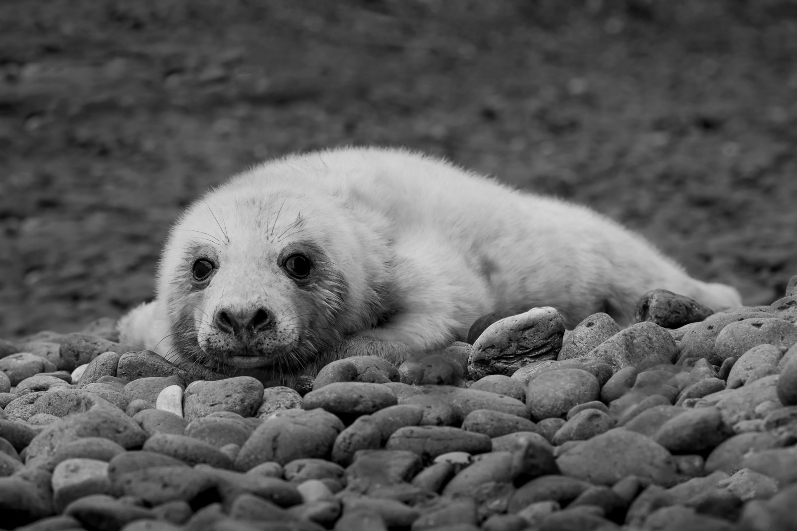 Seal Pup