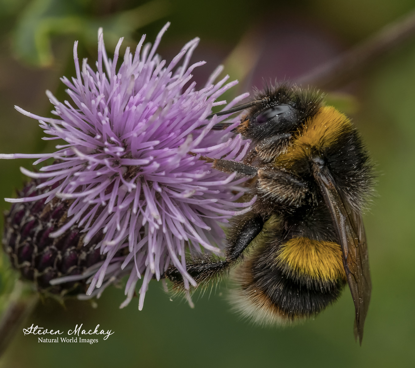 Bee gathering pollen