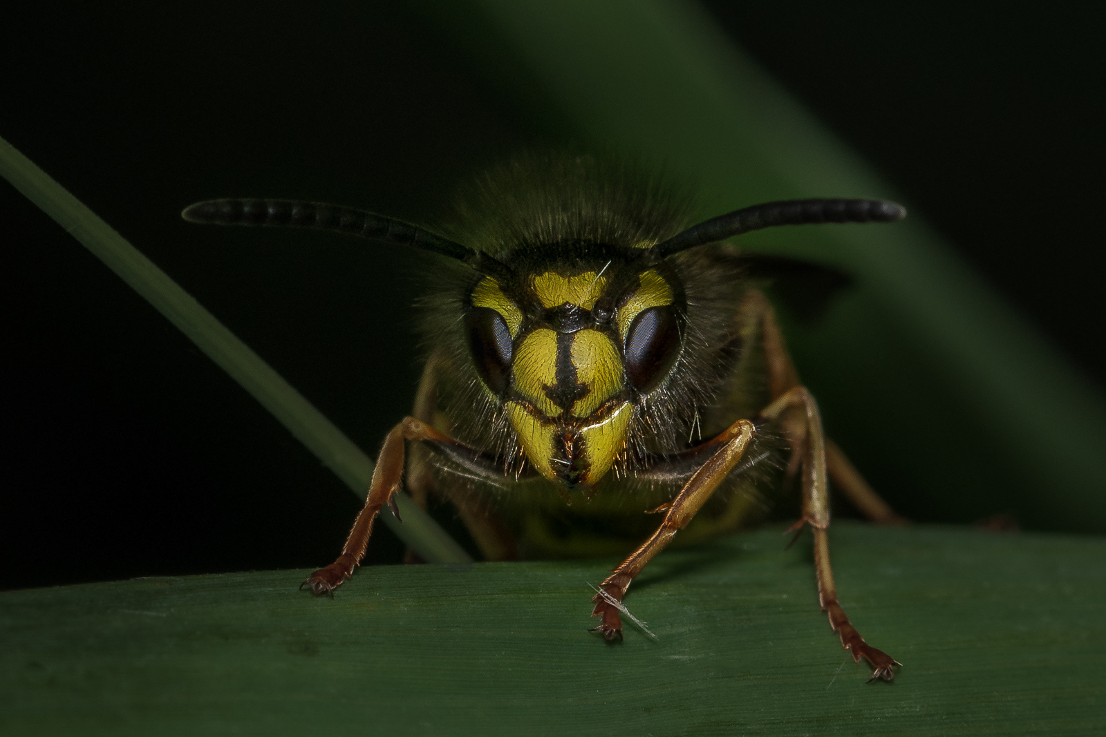 Wasp face on